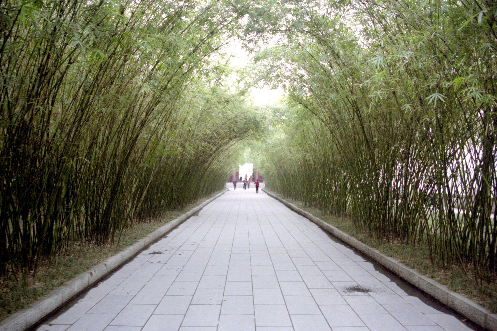 Une allée bordée de bambous au parc Wangjianglou.