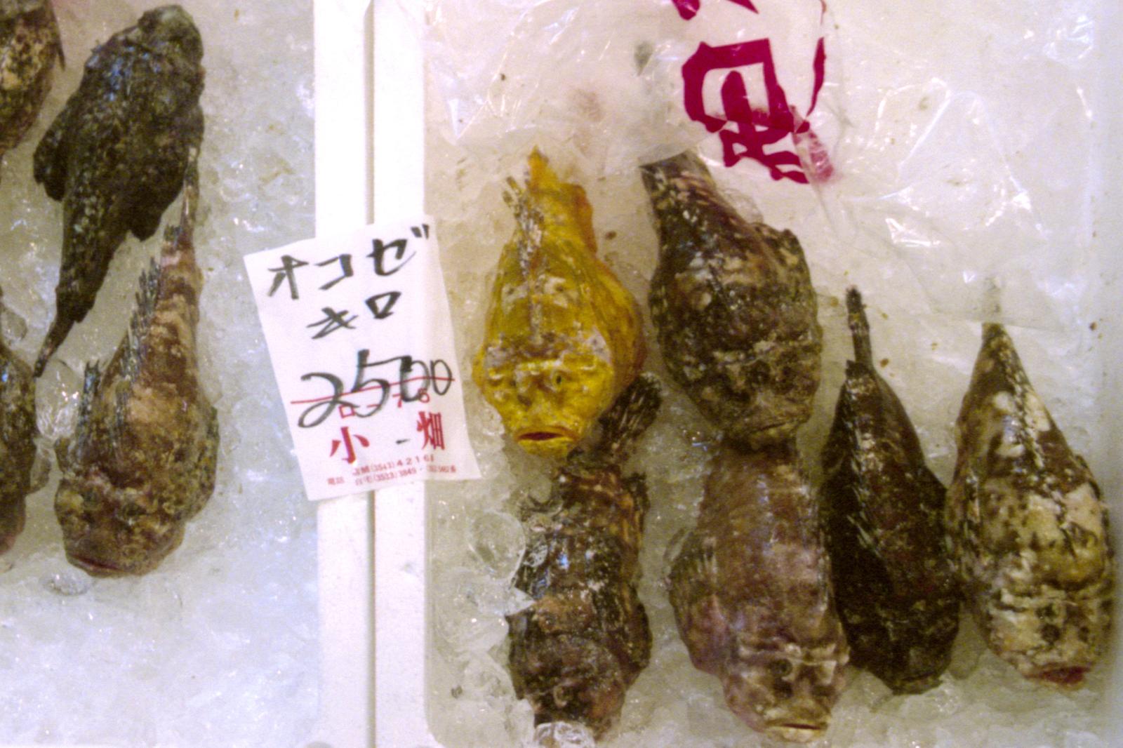 Des okoze (Inimicus japonicus).