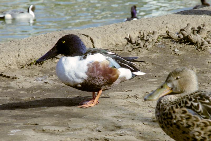 Canards souchets.