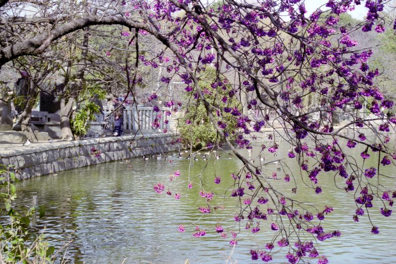 L'étang de Shinobazu, dans le parc Ueno.