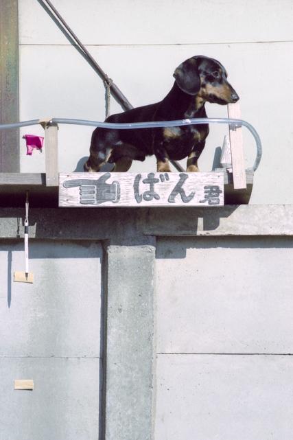Petit chien.
