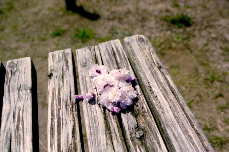 Fleurs de cerisier.