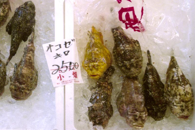 Des okoze (Inimicus japonicus).