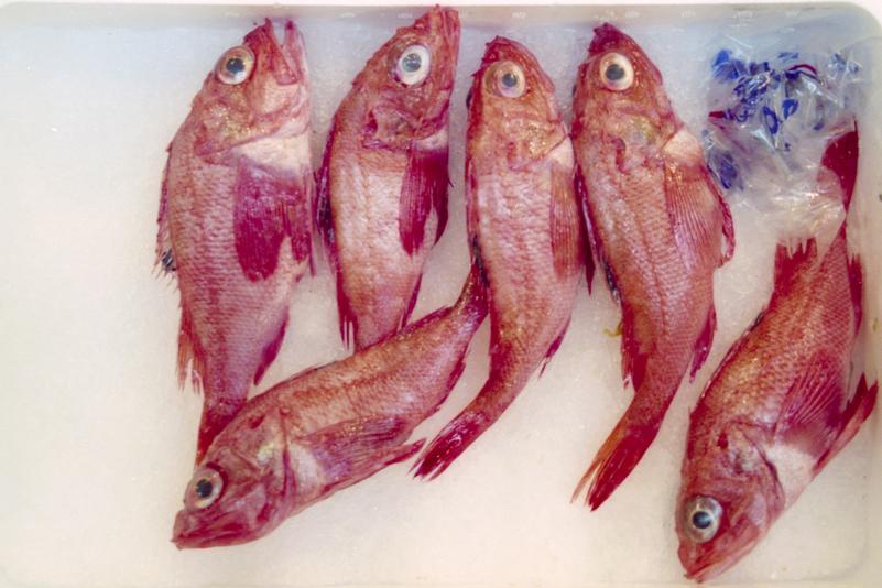 Des poissons, probablement des vivaneaux.