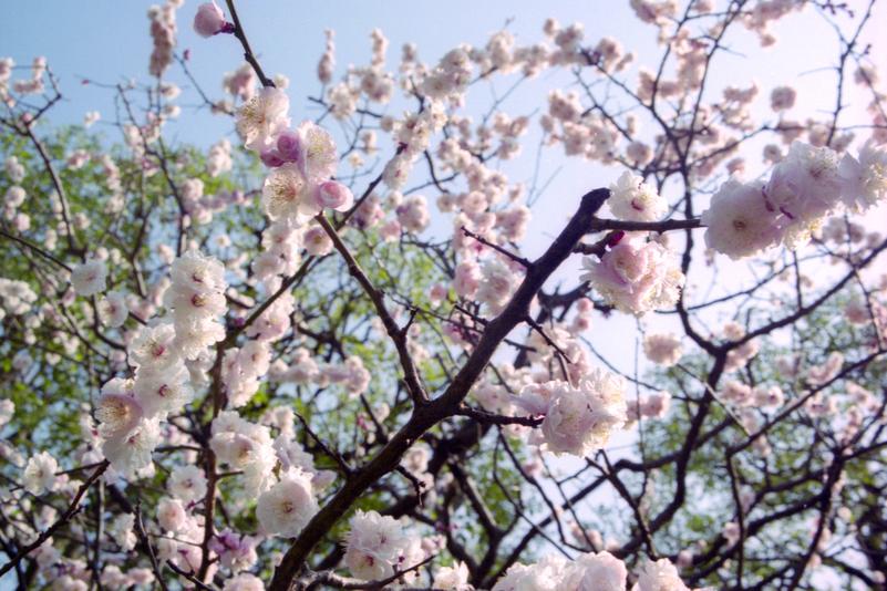 Un cerisier en fleurs.