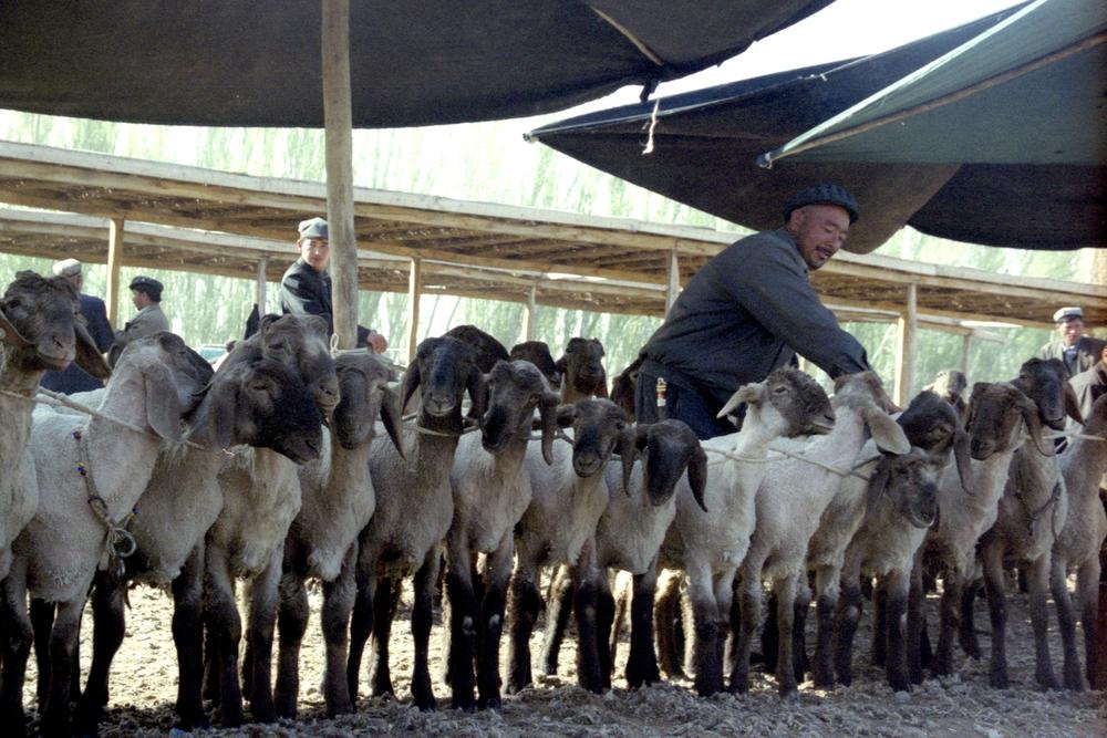 Des moutons au marché aux animaux de Kashgar.