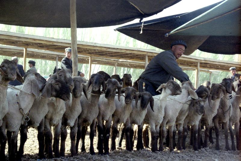 Des moutons au marché aux animaux de Kashgar.