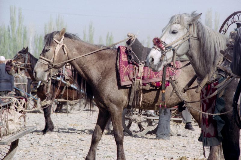 Chevaux attelés à des voitures.