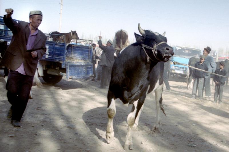 Un homme mène une vache au marché aux animaux de Kashgar.