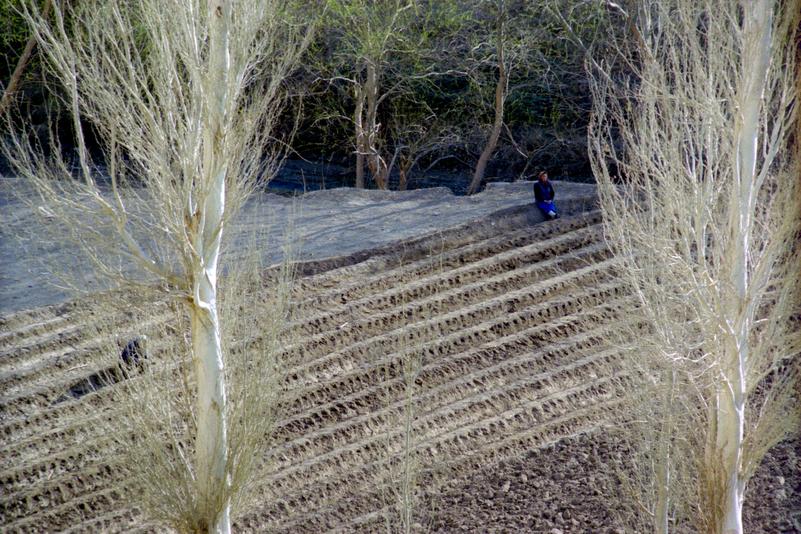 Un champ dans la vallée de la rivière, près des ruines de Jiaohe.