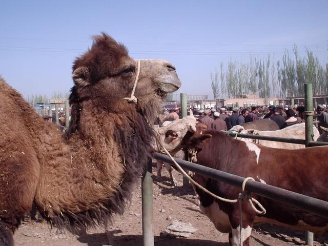 Les marchés de Kashgar