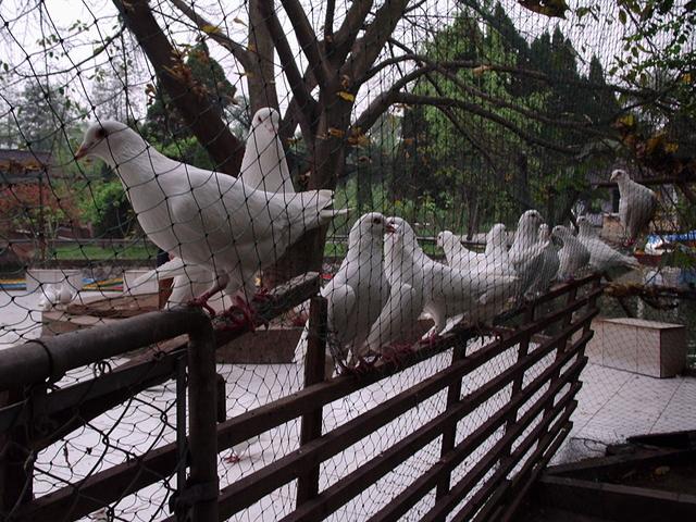 Chéngdū