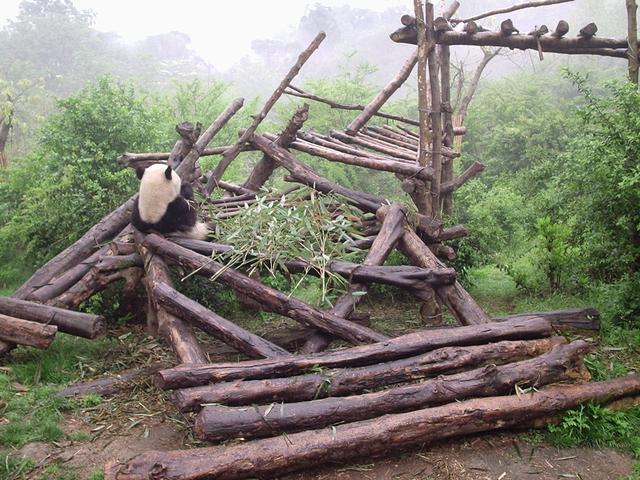 Le Centre de recherche sur les pandas