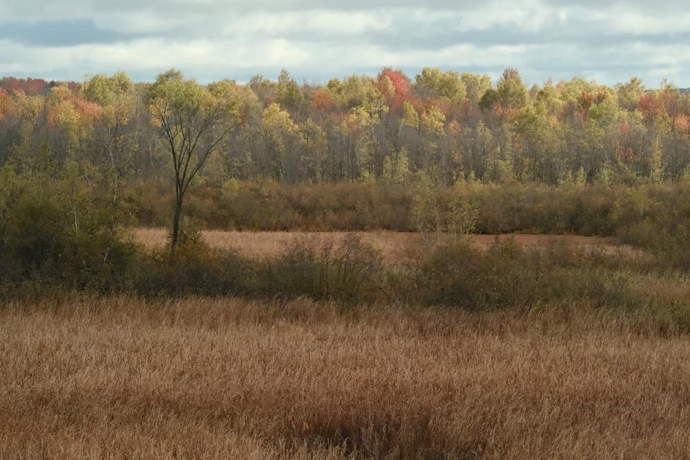 Paysage marécageux au lac Boivin, Granby, Québec.