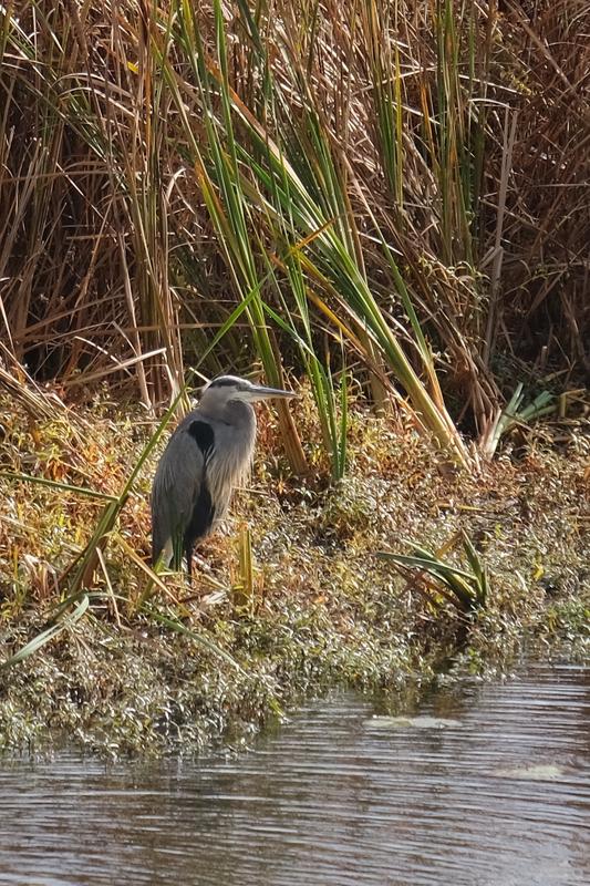 Un grand héron au lac Boivin, Granby, Québec.