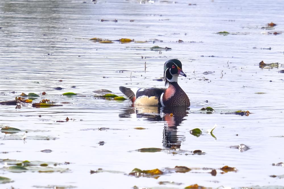 Un canard branchu au lac Boivin, Granby, Québec.