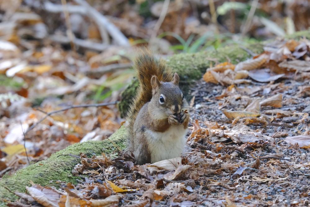 Un tamia rayé au lac Boivin, Granby, Québec.
