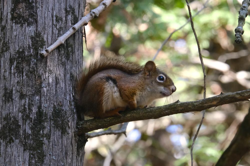 Un tamia rayé dans un arbre au lac Boivin, Granby, Québec.
