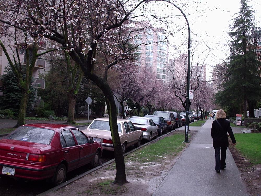 Arbres en fleur.