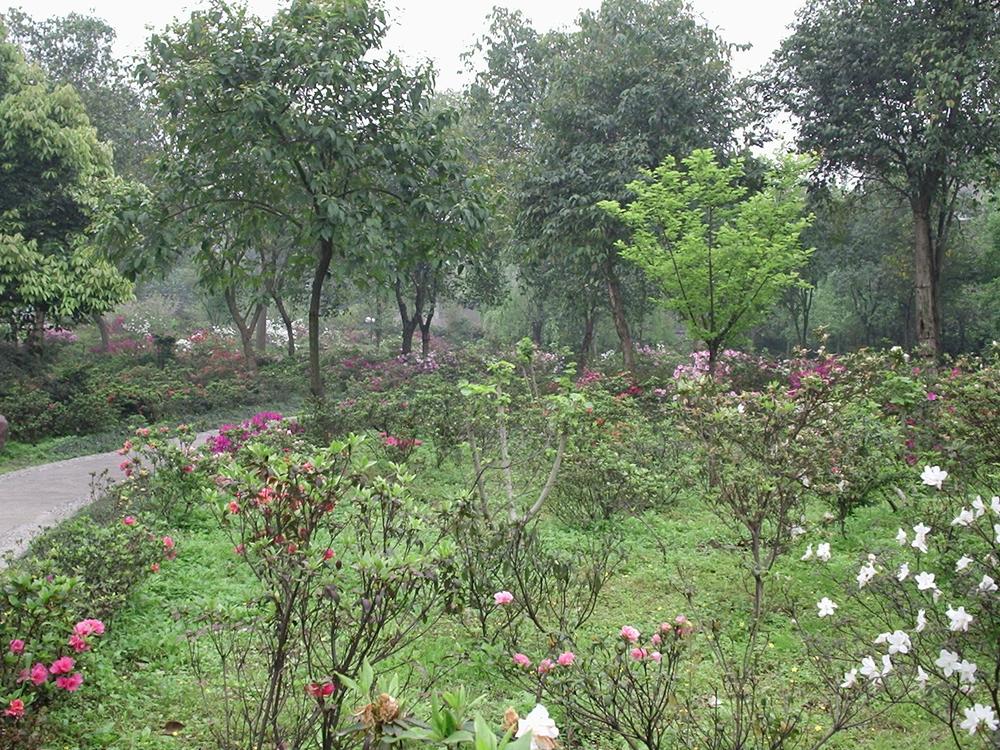 Le Parc du peuple, Rénmín Gōngyuán, à Chéngdū.