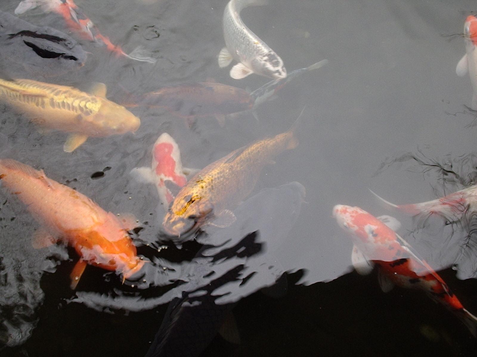 Les carpes apprécient