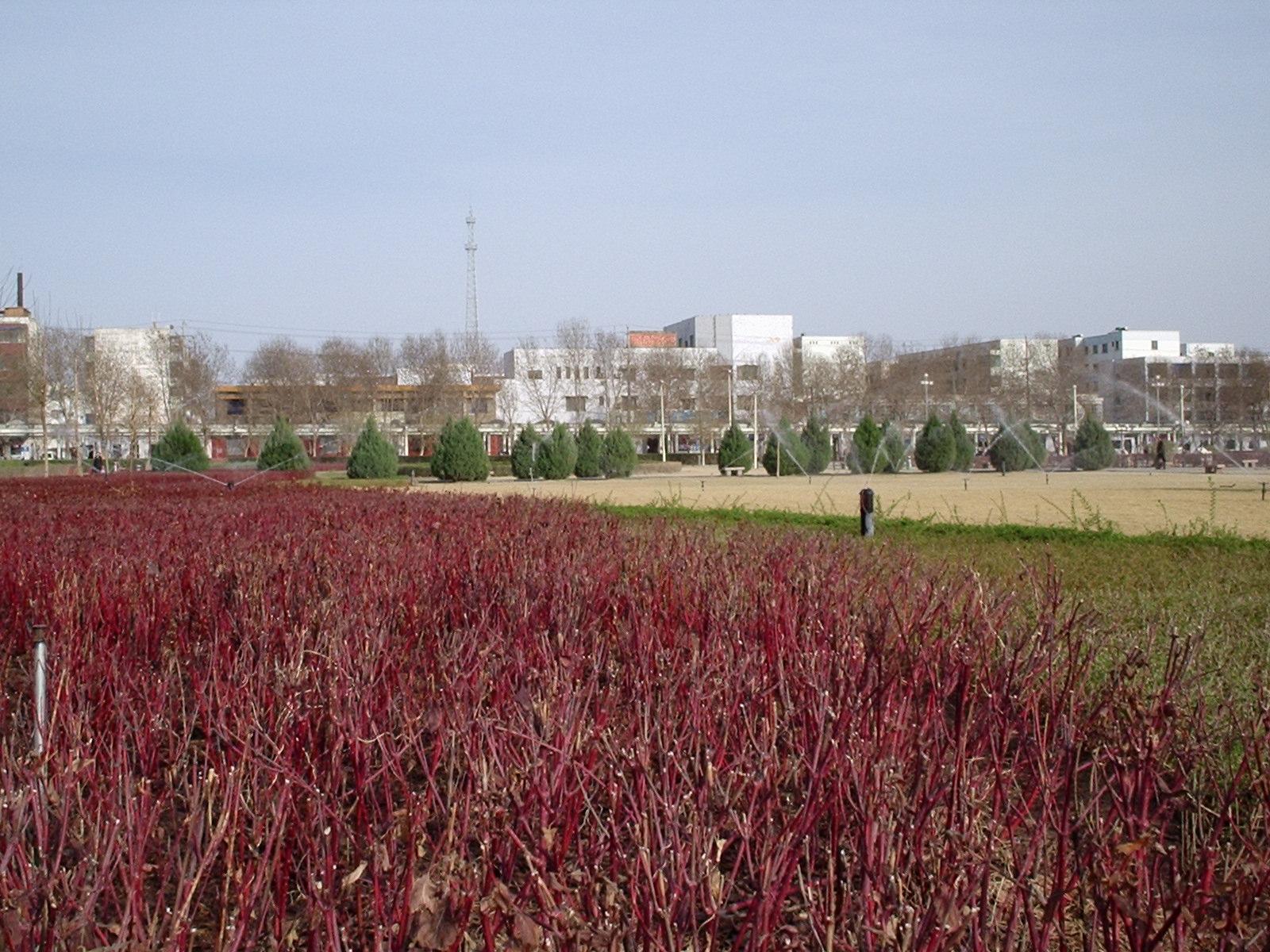 Irrigation des parterres d'un parc à Turpan.