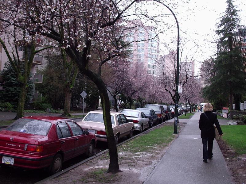 Arbres en fleur.