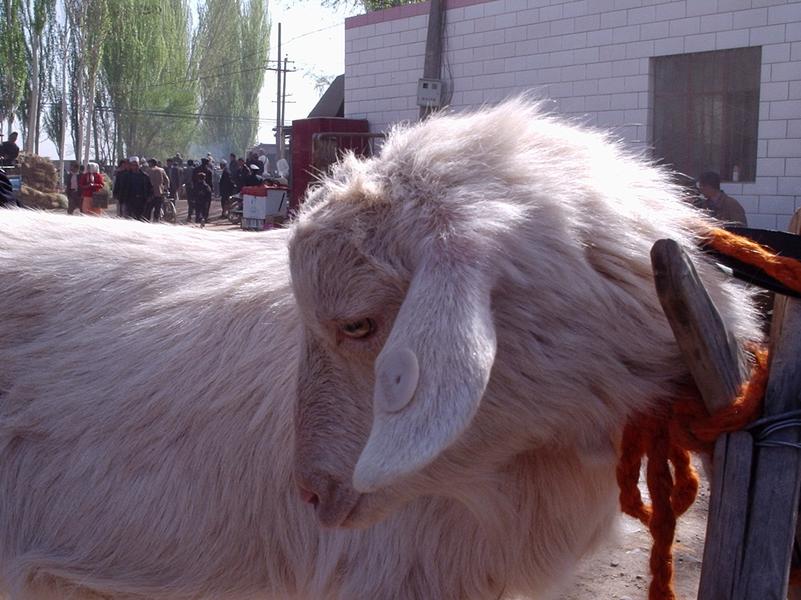 Une chèvre.