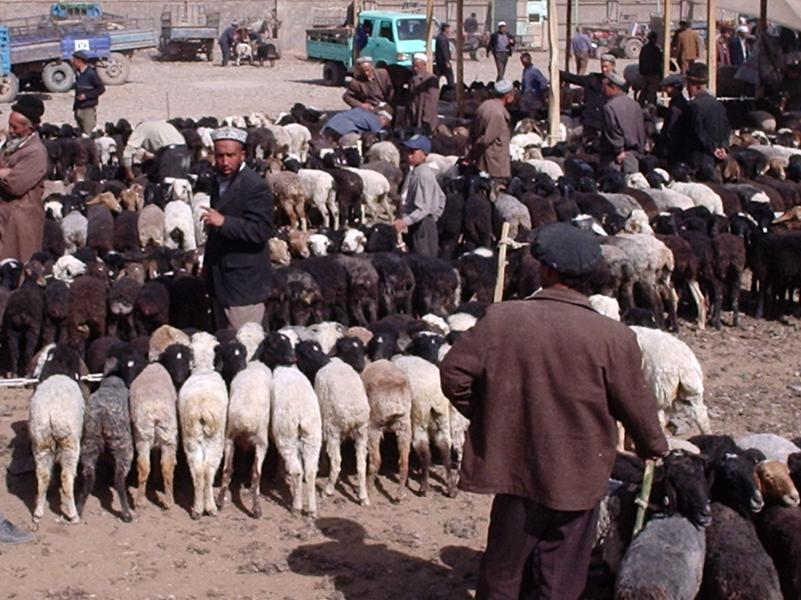 Marchands de moutons.