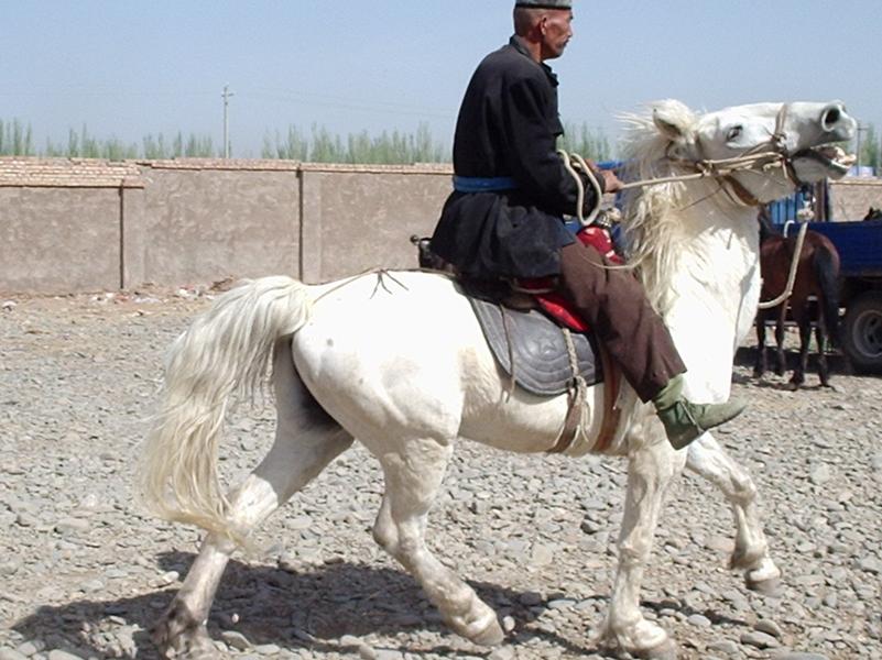 Un homme essaie un cheval.