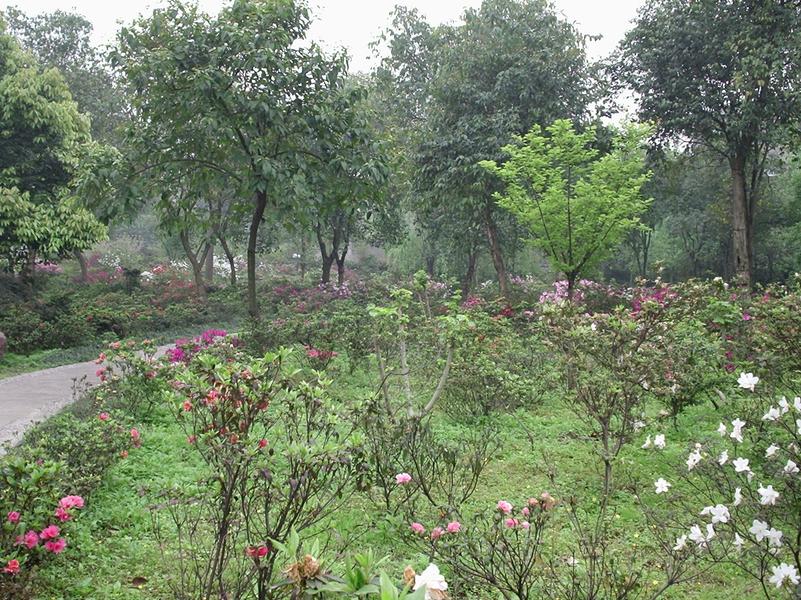 Le Parc du peuple, Rénmín Gōngyuán, à Chéngdū.