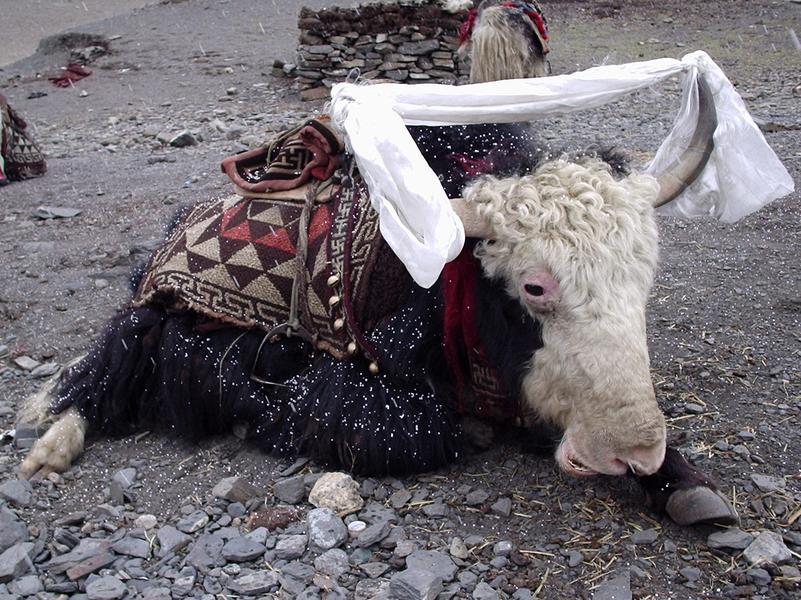 Un yak en tenue du dimanche
